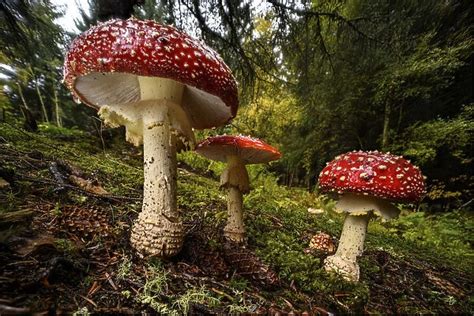 Cluster of Fly agaric mushrooms / fungi (Amanita muscaria)