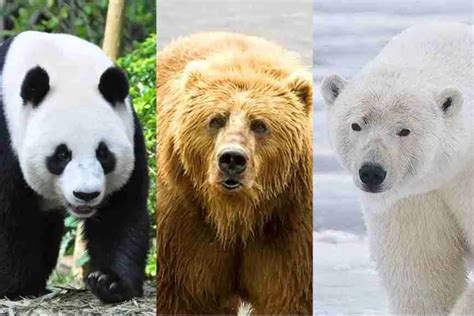 What Is The Size of A Giant Panda? (Explained)