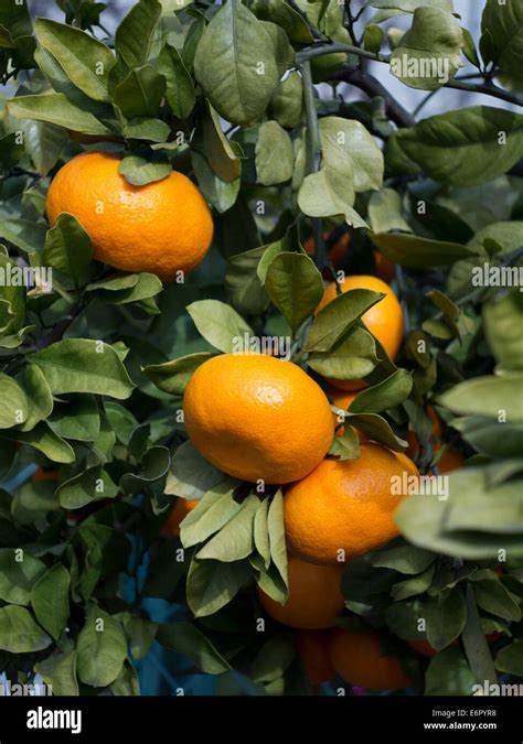 Tangerine tree citrus unshiu hi-res stock photography and images - Alamy