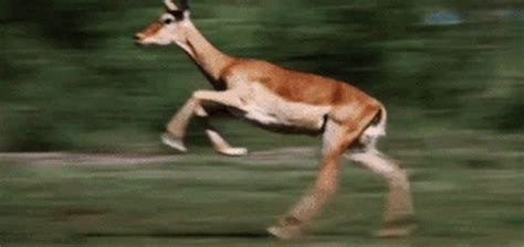 Running Deer GIF - Running Deer Speed - Discover & Share GIFs