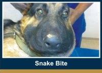 snake-bite | Hilton Veterinary Hospital