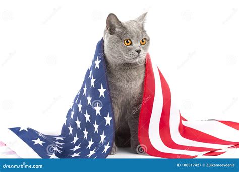 Cat with flag of USA stock image. Image of forward, kitten - 106317427