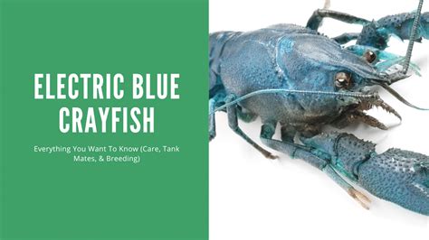 Guide to Keeping Electric Blue Crayfish: Care, Breeding, and Tank Size - AquariumStoreDepot