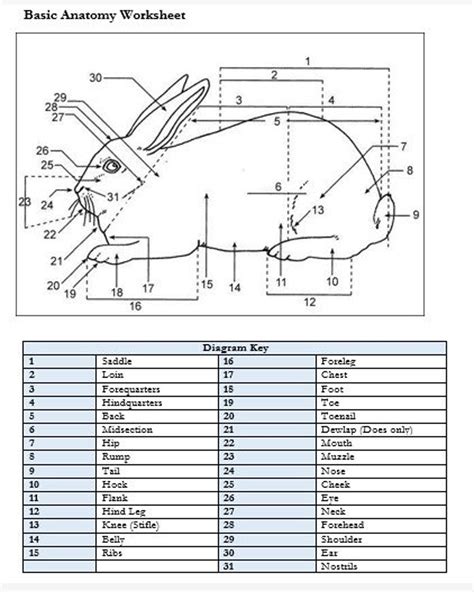 PRINTABLE Rabbit External Anatomy Worksheet - Etsy