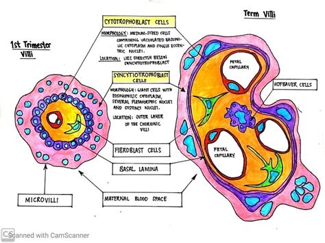 Cytotrophoblast and syncytiotrophoblast | Med student, Student, Map