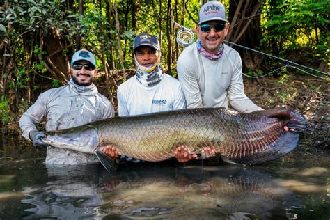 South American Arapaima - Flylords Mag