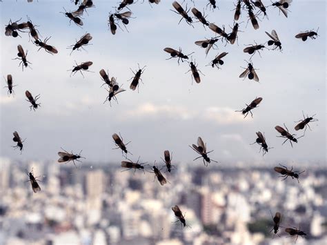 Millions of flying ants picked up on radar and could swarm Wembley during Euro 2020 final | The ...