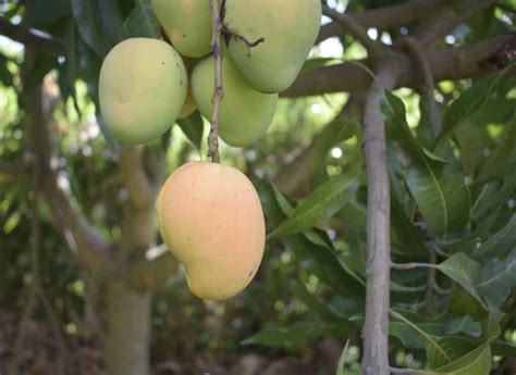 Mango Farming in Mexico: How to Start, Planting to Harvesting, and ...