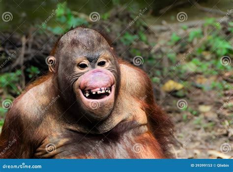 Funny Smile Orangutan Monkey Portrait Stock Photo - Image: 39399153