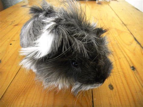 Peruvian Guinea Pig – The Complete Guide for Owner | Guinea pig breeding, Cute guinea pigs ...