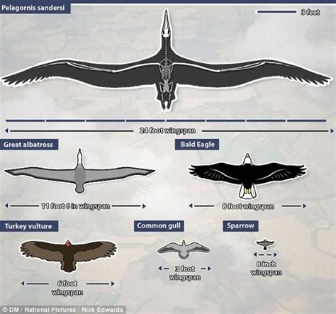 24 Foot Wingspan Of The World's Biggest Bird Ever That Flew