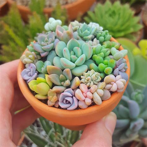 How to make baby succulents