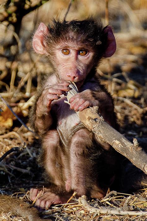 Precious Baby Baboon Chewing on Stick Photograph Photograph by JPR ...