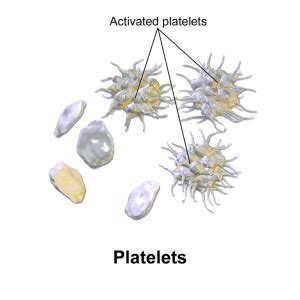 Blood Cells -Types, Structure and Functions of Blood Cells