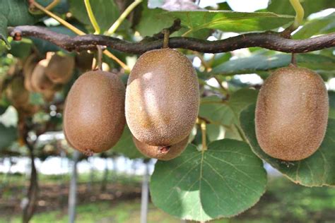 Kiwi - planting, growing and care