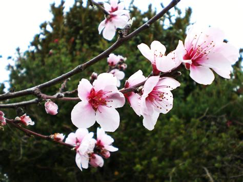 Moonrose Meanderings by Elizabeth Munroz: Pink Peach Blossom