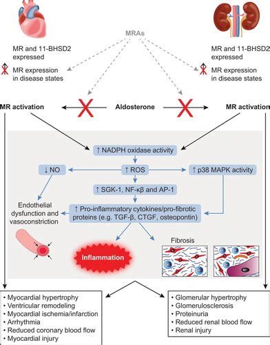 Mineralocorticoid Receptor Activation and Mineralocorticoid Receptor ...