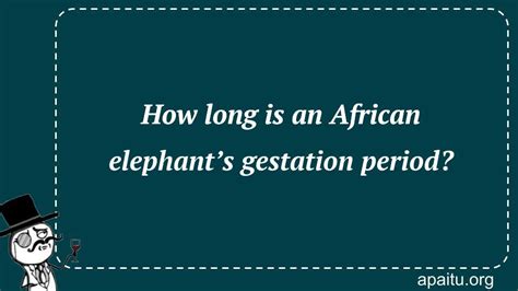 How long is an African elephant’s gestation period? - Answer