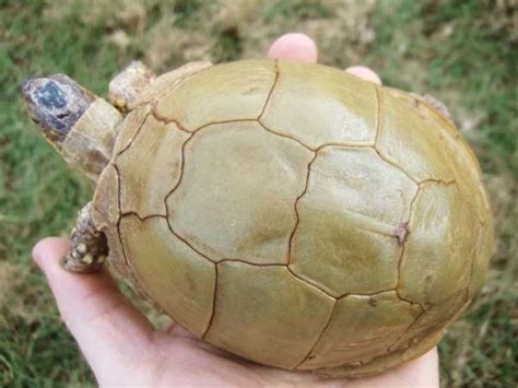 Three toed box turtle - Alchetron, The Free Social Encyclopedia