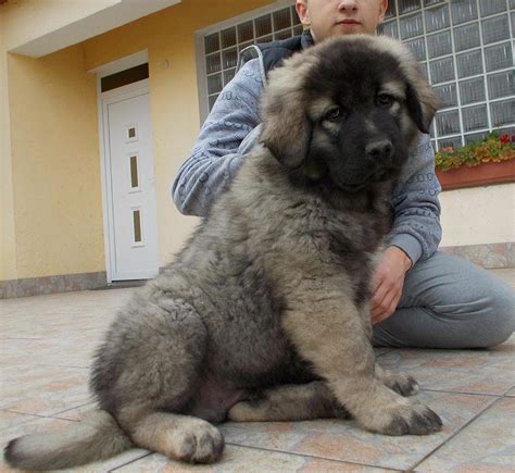 Are Georgian Shepherd Puppies Lazy