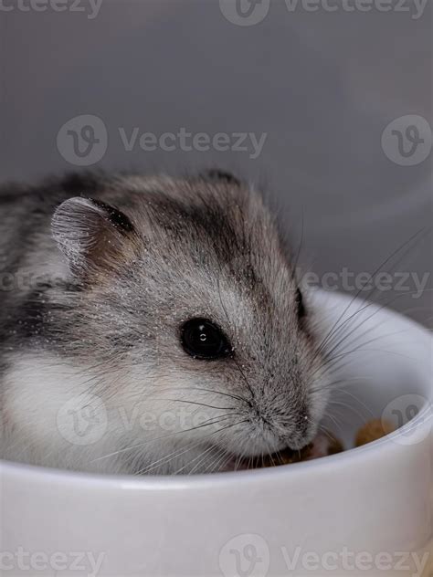 Campbell's dwarf hamster 3797479 Stock Photo at Vecteezy