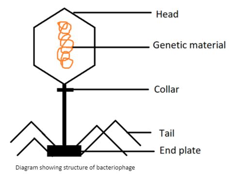 Bacteriophage Structure