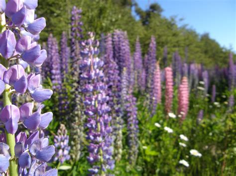 Lupin seed collection - Adventure Scientists