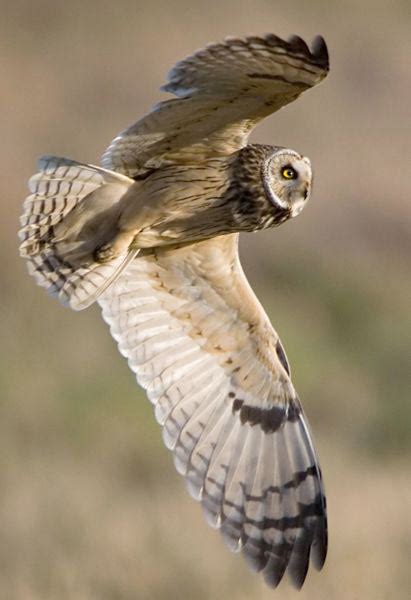 Focus On: 'Eared' Owls - BirdGuides