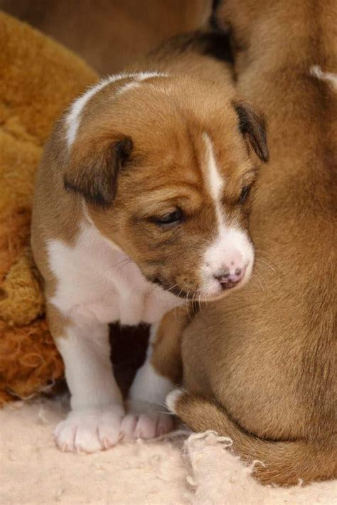 Basenji Puppies For Sale | Los Angeles, CA #328518