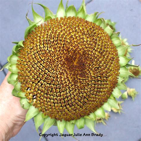 Julie Ann Brady : Blog On: Drying Sunflower Heads for Seeds