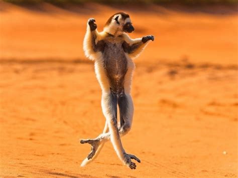 28 Animals Who Have Better Dance Moves Than You