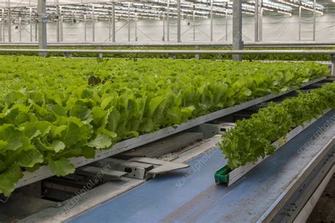 Hydroponic lettuce farm - Stock Image - C056/3284 - Science Photo Library