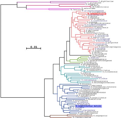 Phylogenetic tree of Streptomyces 16S rRNA