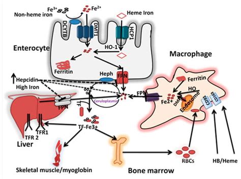 Vitamin C And Iron Absorption Pdf - Vitaminice