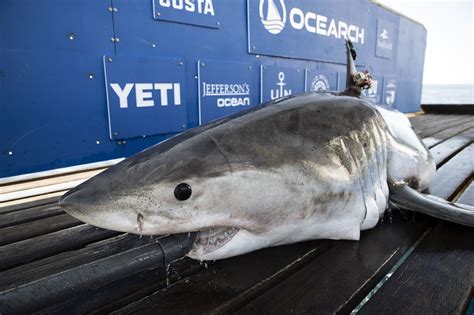 522-pound great white shark tracked off coast of Jersey Shore - silive.com