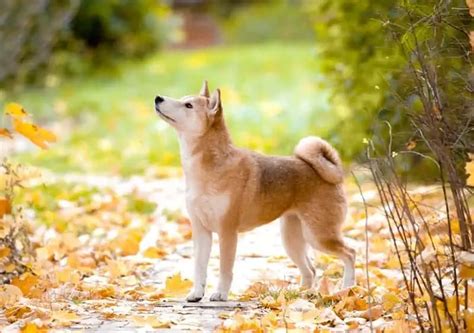 Choosing a Shiba Inu Mix Breed: Which is Best for Your Home?