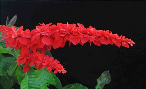 Names Of Flowers In Trinidad And Tobago | Best Flower Site