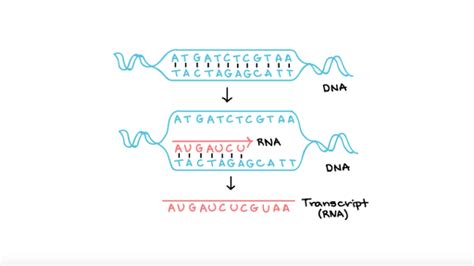 Dna Transcription Is Another Word for Dna Replication