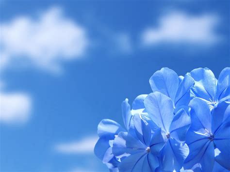 Blue Flower Desktop Wallpaper