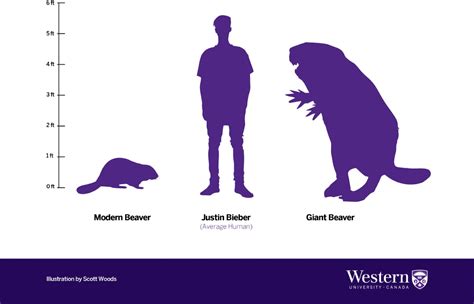 Why giant human-sized beavers died out 10,000 years ago | PBS News