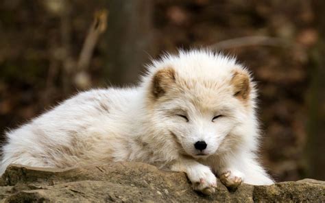 Cute Baby Arctic Wolf