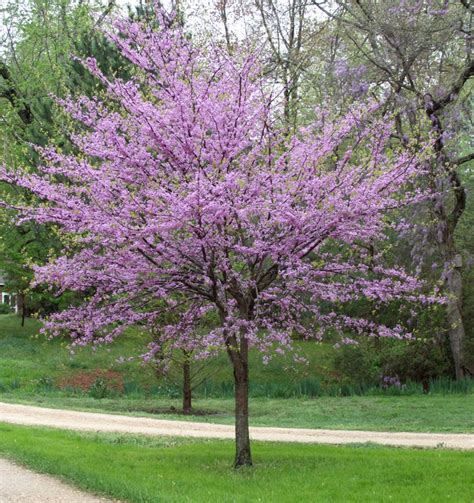 Eastern Redbud Tree - A breathtaking flowering native to North America ...