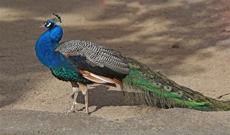 Pictures and information on Indian Peafowl