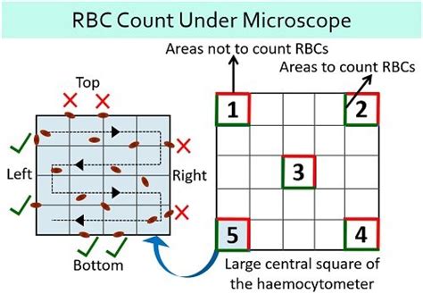 RBC Count Method - Requirements, Video, Procedure & Calculation ...