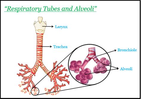 What is the name of the tiny air sacs at the end o - Tutorix