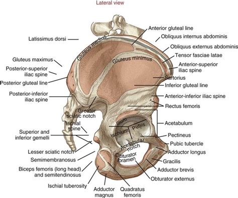 Structure and Function of the Hip | Musculoskeletal Key