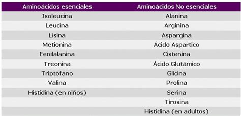 : Aminoácidos (aa); aminoácidos con actividad biológica, esenciales y no esenciales, formula ...