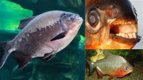 Bizzare Facts About The Pacu Fish With Human-like Teeth! - Trending ...