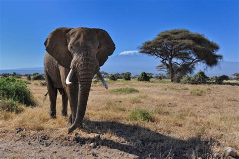 Elephants in Amboseli National Park, Kenya, East Africa by Diana ...