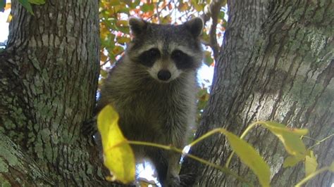 raccoon-day-rabies | Critter Control of the Triangle